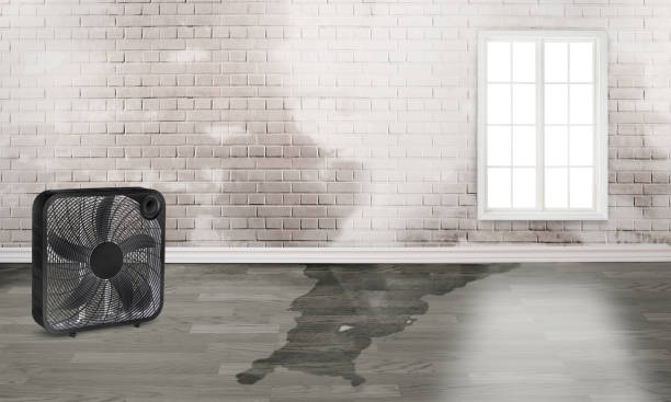 Best Local water damage restoration  in Fort Payne, AL